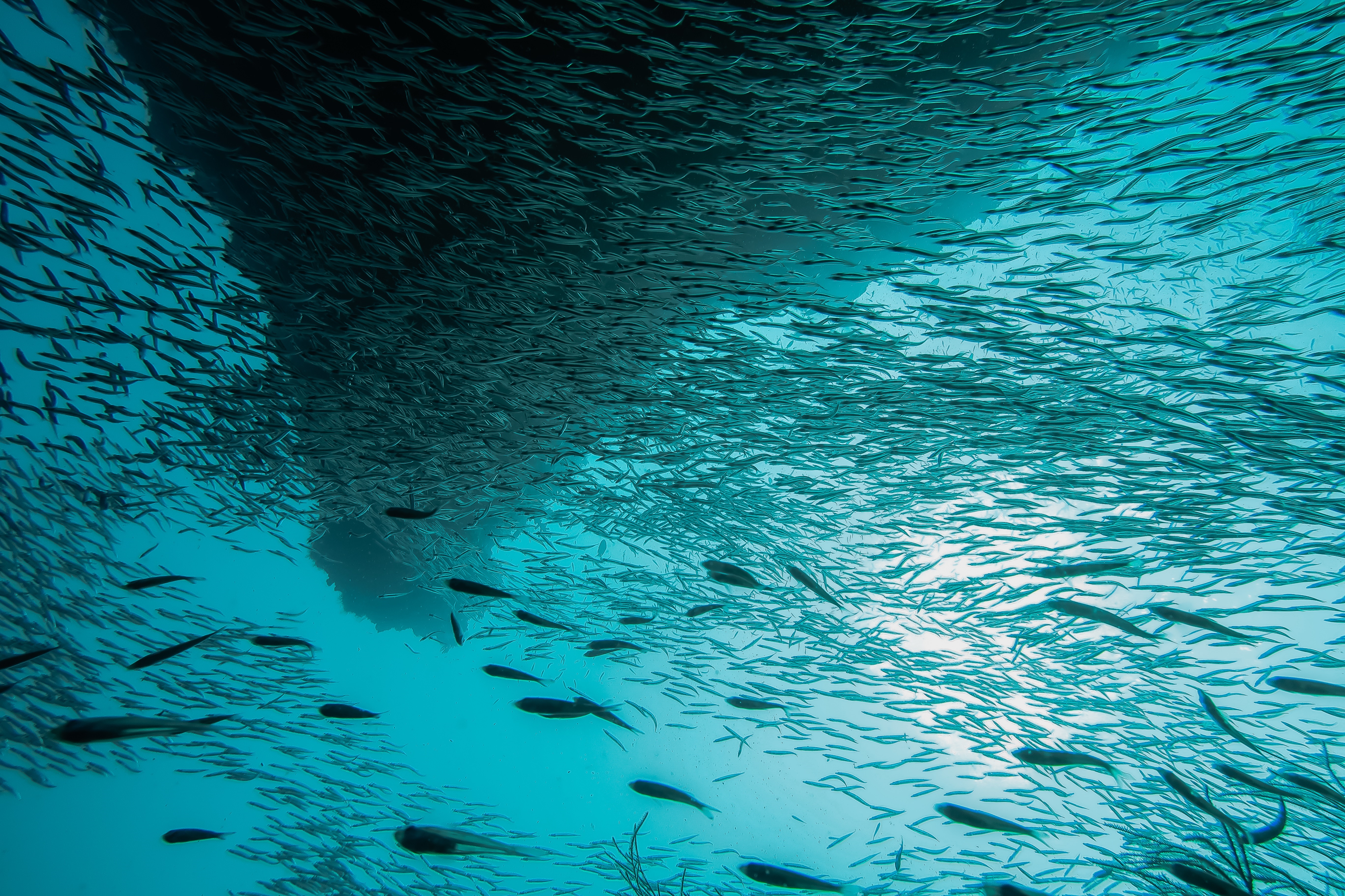 Protecting 30% of the Mediterranean Sea will boost fish stocks and