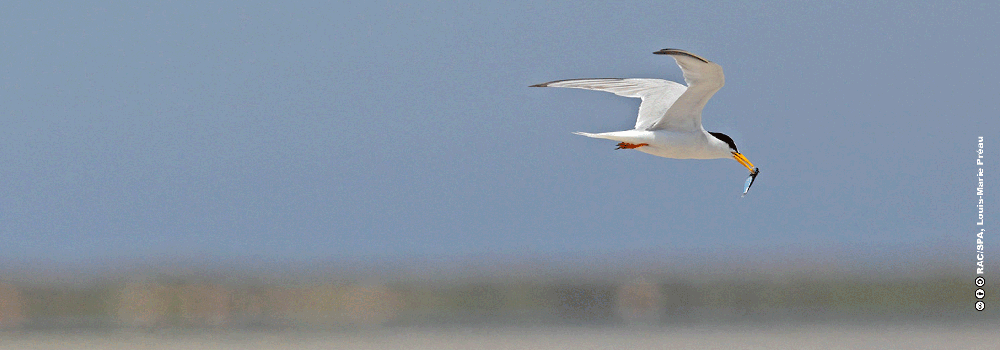 La Méditerranée : « Un piège de plastique » pour les oiseaux